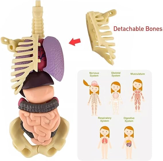 Human Body Structure Model - Skeleton Toys Human Body Structure Model - Skeleton Toys