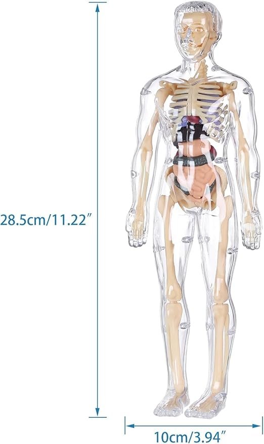 Human Body Structure Model - Skeleton Toys Human Body Structure Model - Skeleton Toys