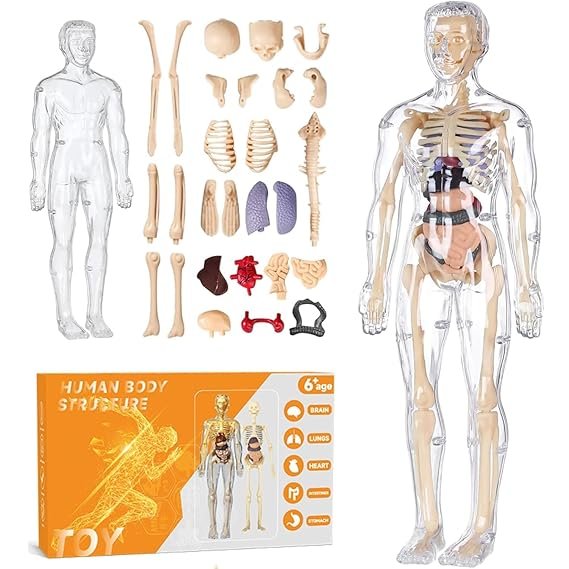 Human Body Structure Model - Skeleton Toys Human Body Structure Model - Skeleton Toys